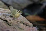 Worm-eating Warbler