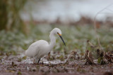 Snowy Egret