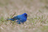 Indigo Bunting