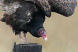 Turkey Vulture