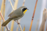 Common Yellowthroat