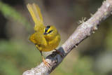 Black-crested Warbler