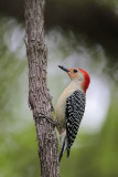 Red-bellied Woodpecker