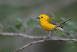 Prothonotary Warbler