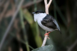 White-bearded Manakin