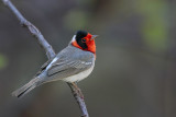 Red-faced Warbler