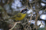 Moustached Brush-Finch