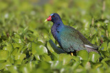 Purple Gallinule