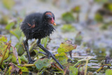 Common Gallinule