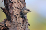 Brown-headed Nuthatch