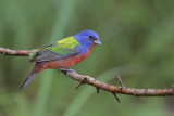 Painted Bunting