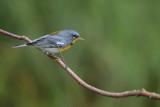 Northern Parula