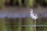 Black-necked Stilt