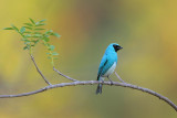 Swallow Tanager (male)