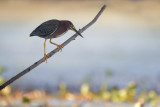 Green Heron