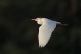 Cattle Egret