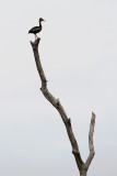 Black-bellied Whistling-Duck