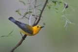 Prothonotary Warbler