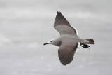 Gray Gull