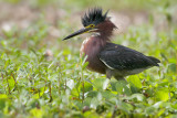 Green Heron