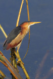 Least Bittern