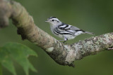 Black-and-white Warbler