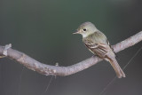 Acadian Flycatcher