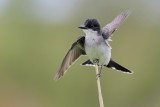 Eastern Kingbird