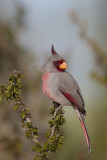 Pyrrhuloxia