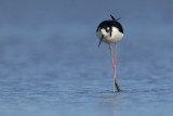 Black-necked Stilt