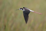 Black-necked Stilt