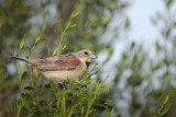 Dickcissel