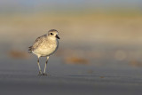 Black-bellied Plover