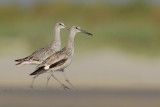 Willet