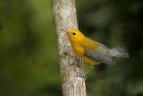 Prothonotary Warbler