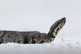 Western Cottonmouth
