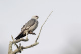 Mississippi Kite