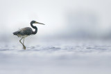 Tricolored Heron