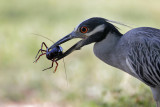 Yellow-crowned Night Heron