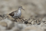 Spotted Sandpiper