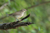 Swainson's Warbler