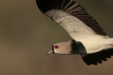 Southern Lapwing