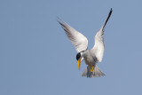 Large-billed Tern