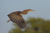 Rufescent Tiger Heron