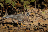 Sunbittern