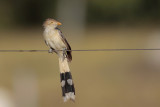 Guira Cuckoo