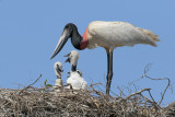Jabiru