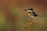 Green Kingfisher