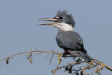 Ringed Kingfisher