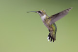 Ruby-throated Hummingbird